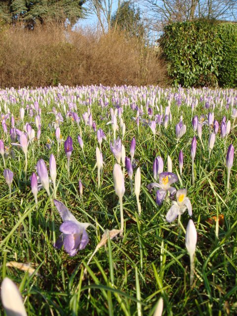 Crocus tommasinianus fleur